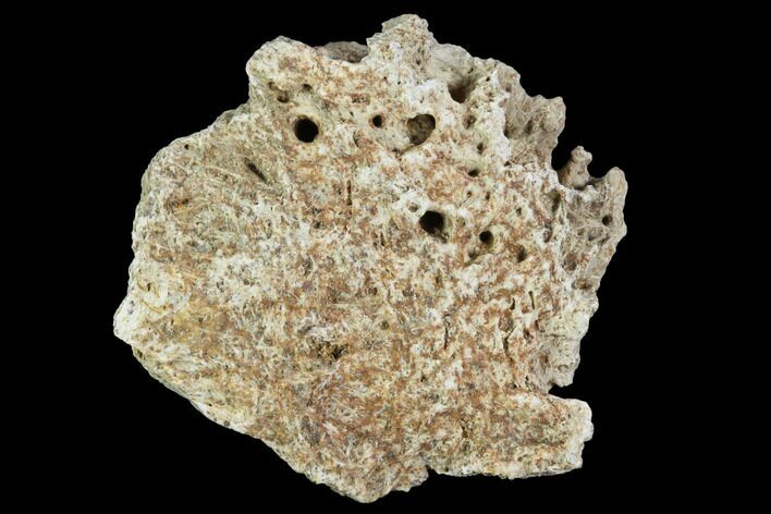 Ceratopsian Frill Section - Alberta (Disposition #-) #94858